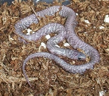 ghost FL king1