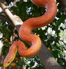 Everglades rat snake