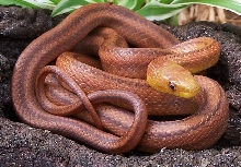 juvenile everglades rat