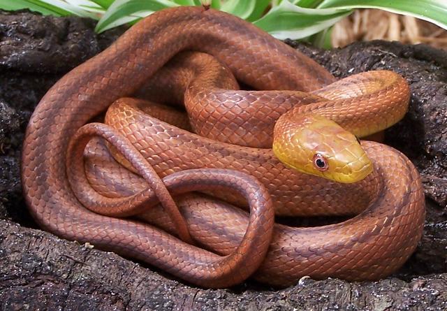 juvenile everglades rat