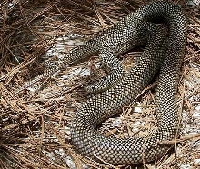 goini schmoini3