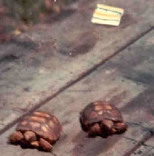gopherhatch