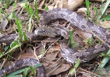 Gray rat snake