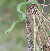 Rough green snake