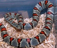 L.m.greeri