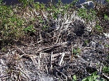 habitat ditch