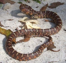 Fl king 18