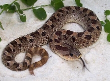 Southern hognose male