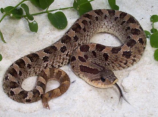 Southern hognose male