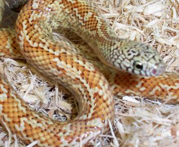 straw hypo FL king