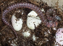 newly hatched hypo Florida king