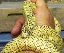 yellow hypo 3