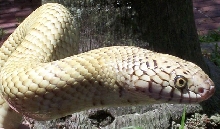 Hypo Brook's male