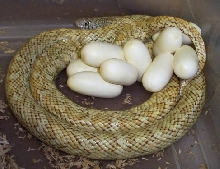 hypo FL king laying