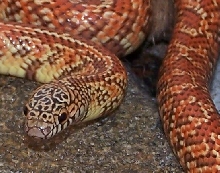 red hypo FL king juvenile