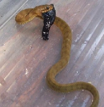 light mangrove water snake