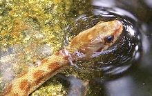 nerodia clarkii compressicauda juvenile