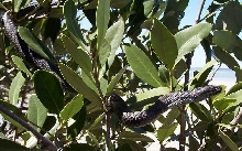 mangrove water snake 5c