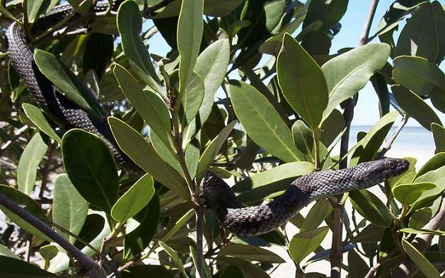 mangrove water snake 5c