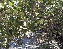 mangroves5