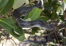 mangrove water snake 5b