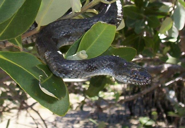 mangrove water snake 5b