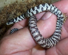 many banded cal belly