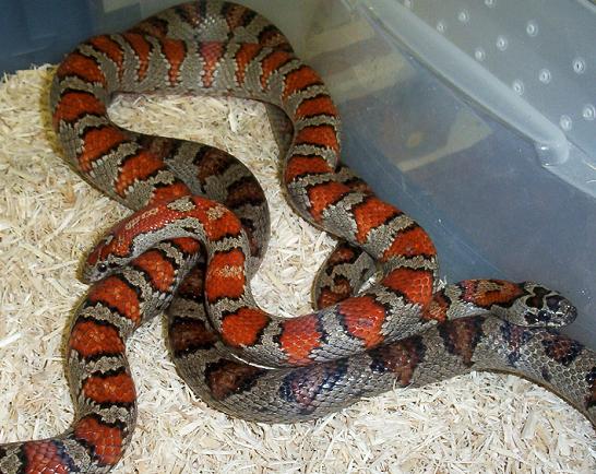 mexicana pair