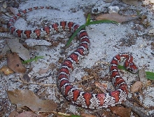 L.m.mexicana66