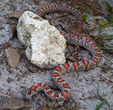 L.m.mexicana77