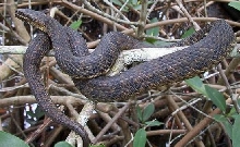 Dark compressicauda