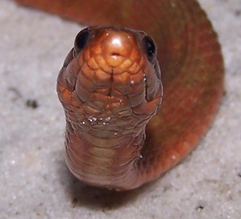 red mangrove water face