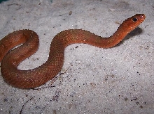 red mangrove male33a