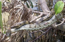 N.clarkii compressicauda pair