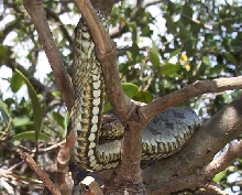 N.clarkii compressicauda belly