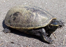 mturtle1