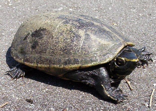mturtle1