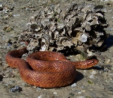 Mangrove salt marsh snake