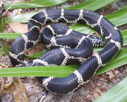 North Caorlina female2