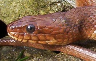 mangrove face