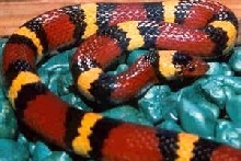 Scarlet king female