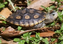 Ornate diamondback