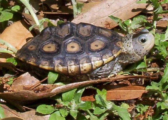 Ornate diamondback
