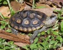 Ornate diamondback terrapin baby