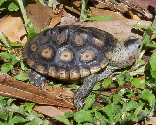 Ornate diamondback terrapin baby