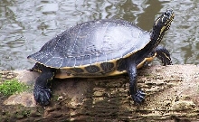cooter1a