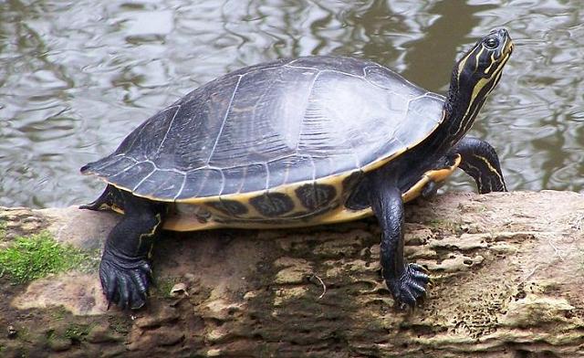 cooter1a