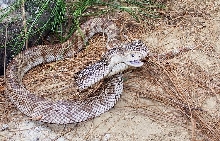 FL pine snake