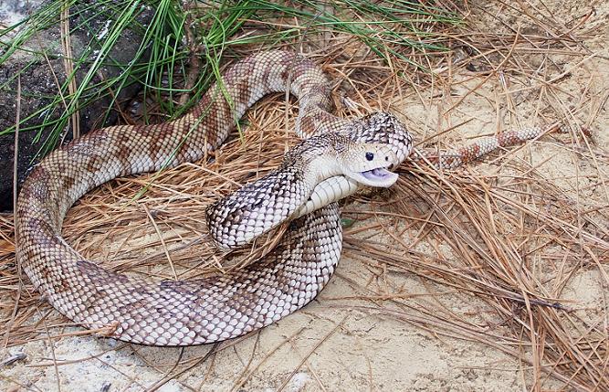 FL pine snake