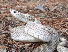 southern pine snake 45